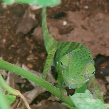 Green Lizard close to the cave